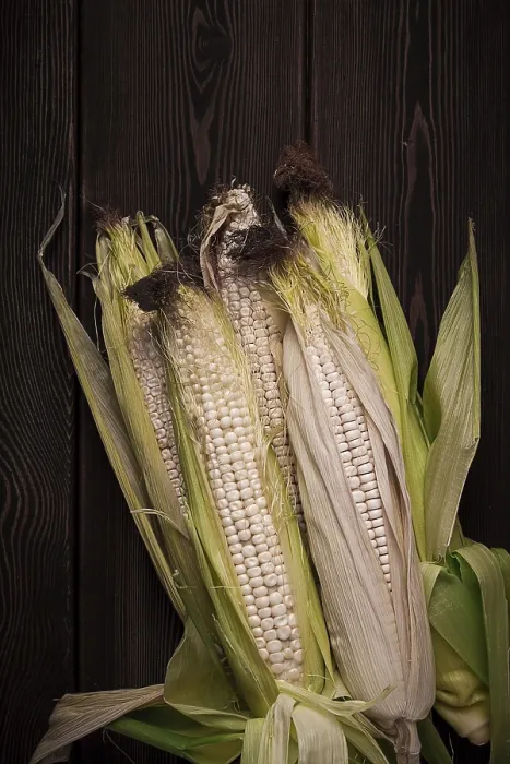 Framed Print : Corn Cobs Print - Close-Up, Rustic Dairy Corn Framed Print : Corn Cobs Print - Close-Up, Rustic Dairy Corn