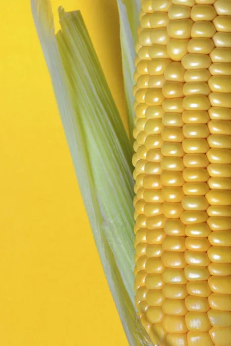 Framed Print : Close-up Print of Yellow Corn Cob (Zea mays) Framed Print : Close-up Print of Yellow Corn Cob (Zea mays)