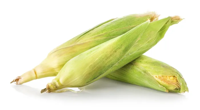Framed Print : Three Corn Ears Print Isolated on White Background Framed Print : Three Corn Ears Print Isolated on White Background