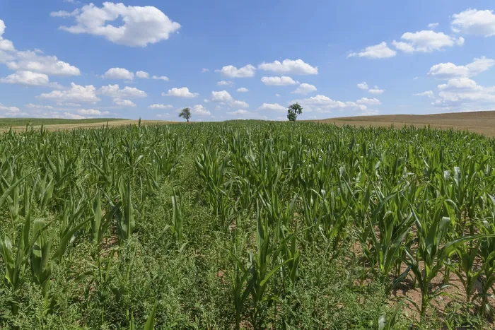 Framed Print : Grabfeld Corn Field Print, Summer Scene Framed Print : Grabfeld Corn Field Print, Summer Scene