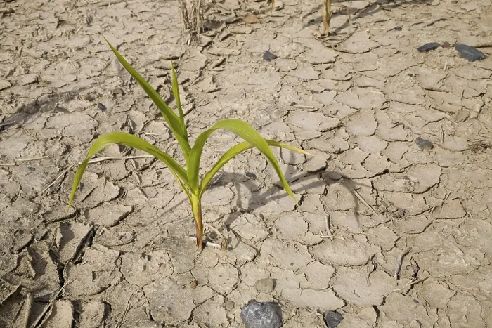 Framed Print : Corn Growing in Parched Earth Print Framed Print : Corn Growing in Parched Earth Print