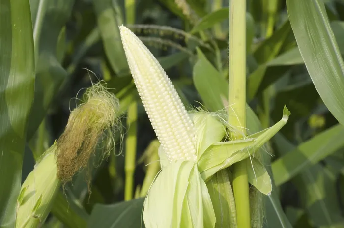 Framed Print : Print of Corn on Plant Framed Print : Print of Corn on Plant