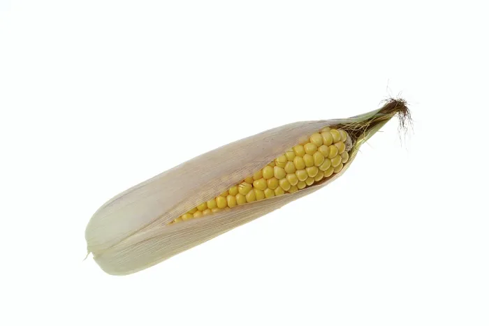 Framed Print : Corn (Zea mays) Print - White Background Framed Print : Corn (Zea mays) Print - White Background