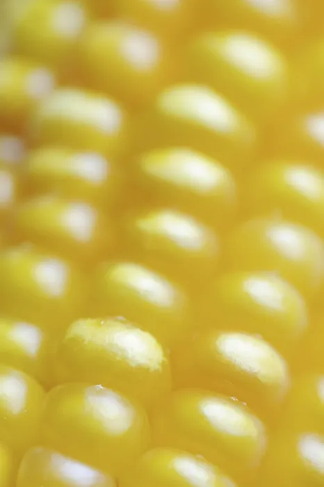 Framed Print : Corn (Zea mays) Print: Detail of Corn Cob Framed Print : Corn (Zea mays) Print: Detail of Corn Cob