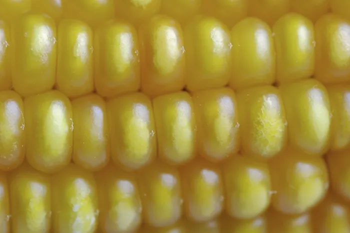 Framed Print : Corn (Zea mays) Print - Detail of Corn Cob Framed Print : Corn (Zea mays) Print - Detail of Corn Cob