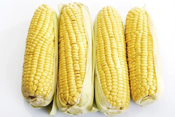 Framed Print : Four Corncobs Next to Each Other Print (Zea mays) Framed Print : Four Corncobs Next to Each Other Print (Zea mays)