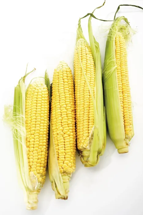Framed Print : Four corncobs (Zea mays) Print Framed Print : Four corncobs (Zea mays) Print