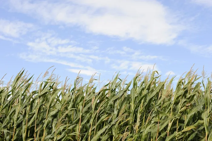 Framed Print : Cornfield Print - Golden Harvest Landscape Framed Print : Cornfield Print - Golden Harvest Landscape