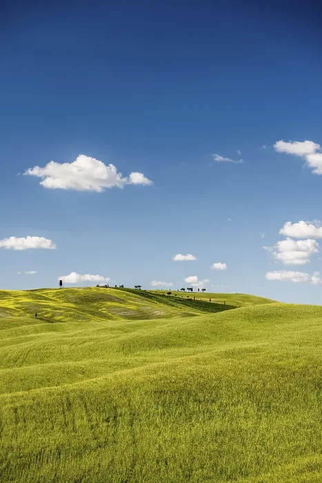Framed Print : Print of Cornfields in Spring, Tuscany, Italy Framed Print : Print of Cornfields in Spring, Tuscany, Italy