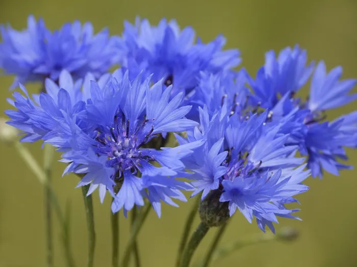 Framed Print : Cornflower Print - Delicate Blue Wildflower in Bloom Framed Print : Cornflower Print - Delicate Blue Wildflower in Bloom