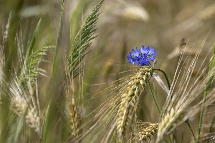 Framed Print : Cornflower and Ears of Corn Print, Germany Framed Print : Cornflower and Ears of Corn Print, Germany