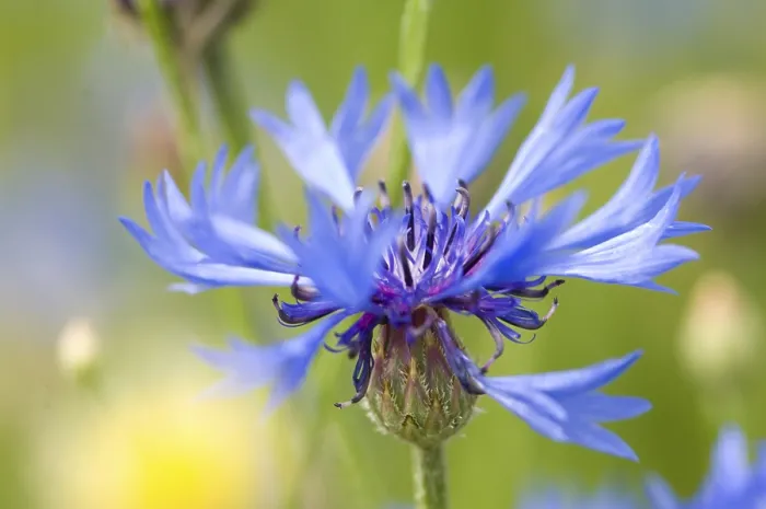 Framed Print : Cornflower (Centaurea cyanus) Print Framed Print : Cornflower (Centaurea cyanus) Print