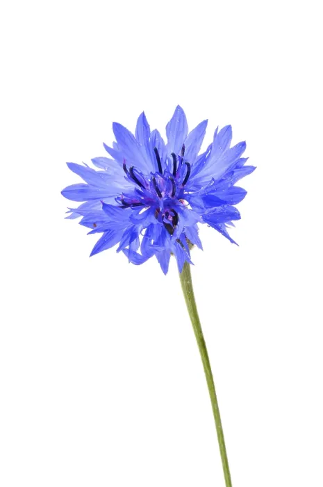 Framed Print : Cornflower (Centaurea cyanus) Print Framed Print : Cornflower (Centaurea cyanus) Print