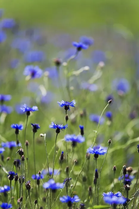 Framed Print : Cornflower (Centaurea cyanus) Print Framed Print : Cornflower (Centaurea cyanus) Print