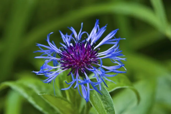 Framed Print : Centaurea cyanus Print - Cornflower Framed Print : Centaurea cyanus Print - Cornflower