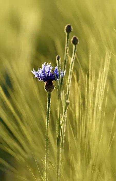 Framed Print : Cornflower between Barley, Hesse, Germany Print Framed Print : Cornflower between Barley, Hesse, Germany Print