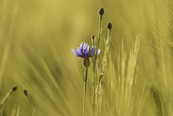 Framed Print : Cornflower between barley, Hesse, Germany Print Framed Print : Cornflower between barley, Hesse, Germany Print
