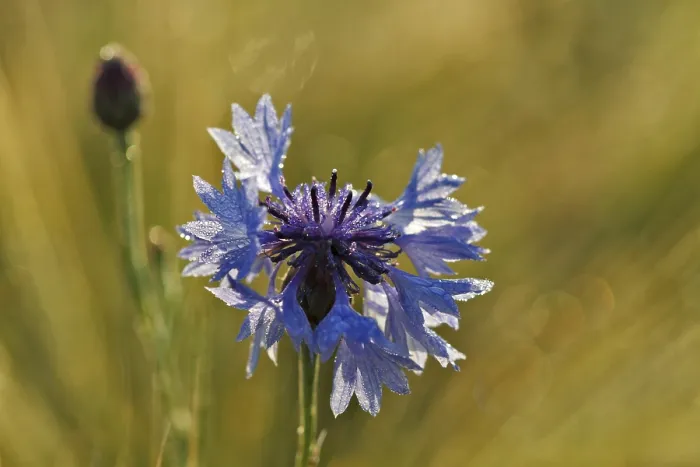 Framed Print : Cornflower Print, Middle Elbe Biosphere Reserve, Germany Framed Print : Cornflower Print, Middle Elbe Biosphere Reserve, Germany