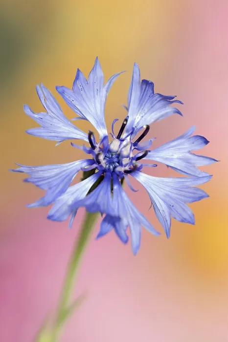 Framed Print : Cornflower Print, North Rhine-Westphalia, Germany Framed Print : Cornflower Print, North Rhine-Westphalia, Germany