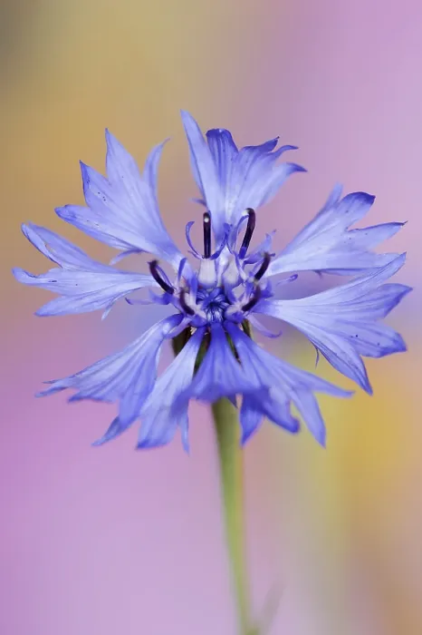 Framed Print : Cornflower (Centaurea cyanus) Print, North Rhine-Westphalia, Germany Framed Print : Cornflower (Centaurea cyanus) Print, North Rhine-Westphalia, Germany