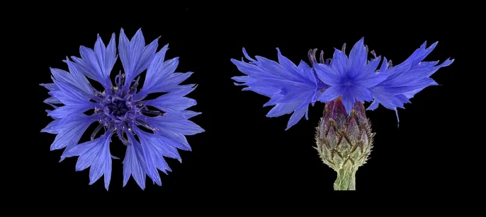Framed Print : Cornflower (Centaurea cyanus) Print, Germany Framed Print : Cornflower (Centaurea cyanus) Print, Germany