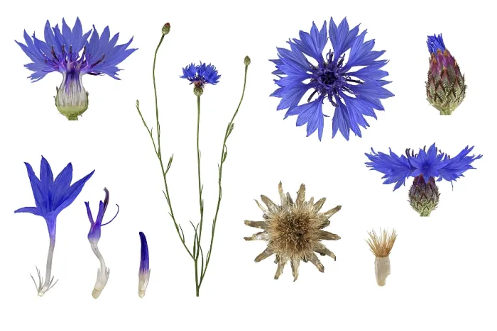 Framed Print : Cornflower (Centaurea cyanus) Print from Germany Framed Print : Cornflower (Centaurea cyanus) Print from Germany