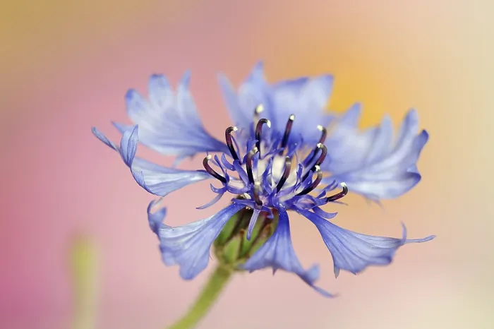 Framed Print : Cornflower (Centaurea cyanus) Print, Germany Framed Print : Cornflower (Centaurea cyanus) Print, Germany