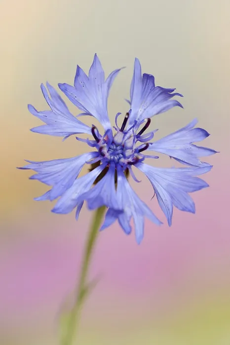 Framed Print : Cornflower (Centaurea cyanus) Print, North Rhine-Westphalia, Germany Framed Print : Cornflower (Centaurea cyanus) Print, North Rhine-Westphalia, Germany