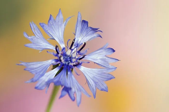 Framed Print : Cornflower (Centaurea cyanus) Print, North Rhine-Westphalia, Germany Framed Print : Cornflower (Centaurea cyanus) Print, North Rhine-Westphalia, Germany