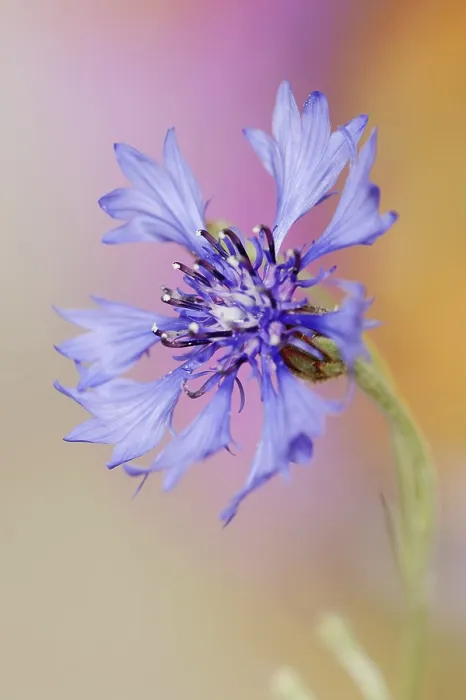 Framed Print : Cornflower (Centaurea cyanus) Print, Germany Framed Print : Cornflower (Centaurea cyanus) Print, Germany