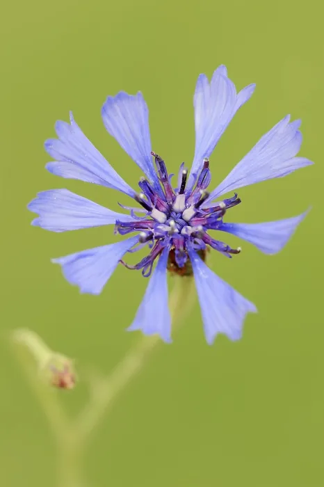 Framed Print : Cornflower (Centaurea cyanus) Print, North Rhine-Westphalia, Germany