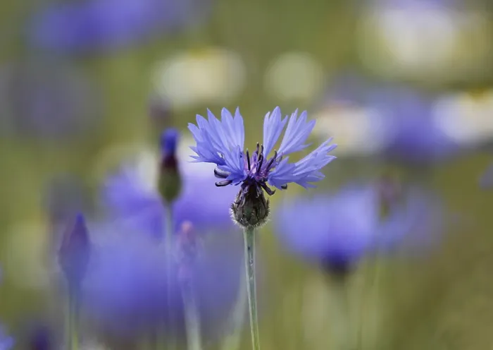 Framed Print : Cornflower (Centaurea cyanus) Print, Germany Framed Print : Cornflower (Centaurea cyanus) Print, Germany