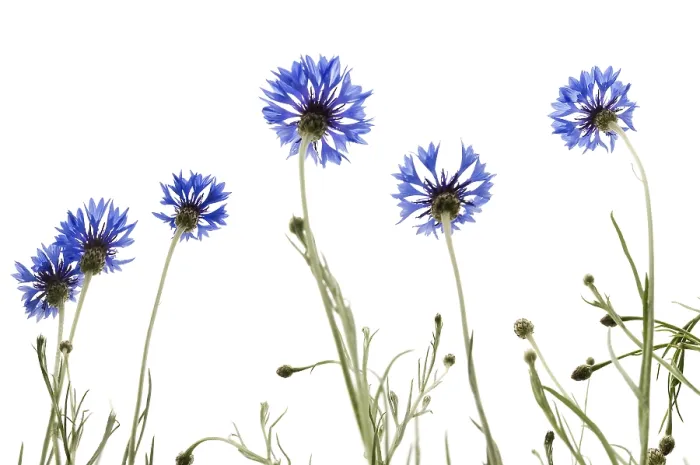 Framed Print : Cornflowers (Centaurea cyanus) Print Framed Print : Cornflowers (Centaurea cyanus) Print