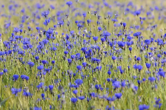 Framed Print : Cornflowers (Centaurea cyanus) in cornfield Print, Germany Framed Print : Cornflowers (Centaurea cyanus) in cornfield Print, Germany