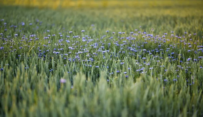 Framed Print : Cornflowers (Centaurea cyanus) in Weizenfeld, Germany Print Framed Print : Cornflowers (Centaurea cyanus) in Weizenfeld, Germany Print