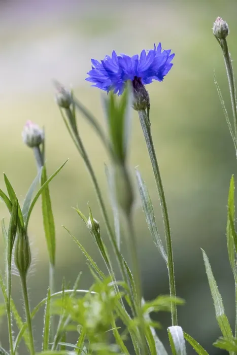Framed Print : Cornflowers (Cyanus segetum) Print