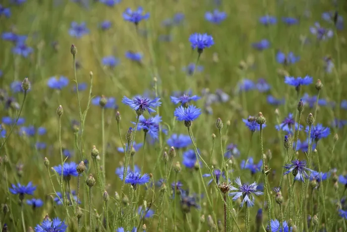 Framed Print : Cornflowers in a Meadow Print Framed Print : Cornflowers in a Meadow Print