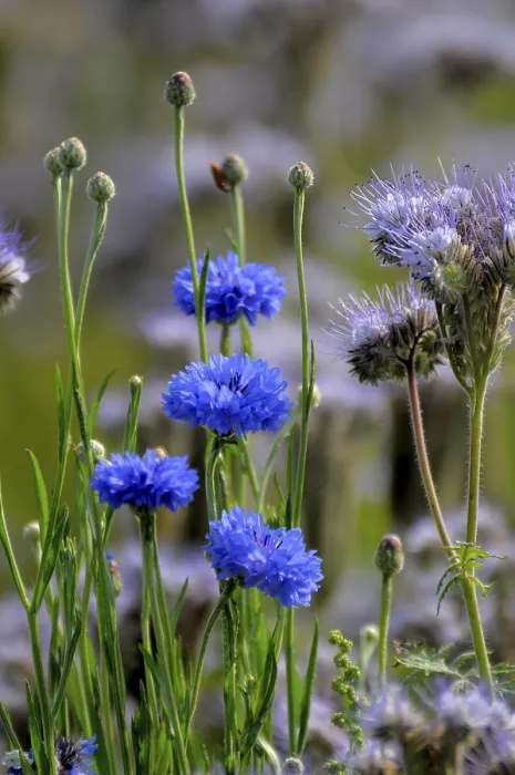 Framed Print : Field Cornflowers in a Phacelia Field Print Framed Print : Field Cornflowers in a Phacelia Field Print