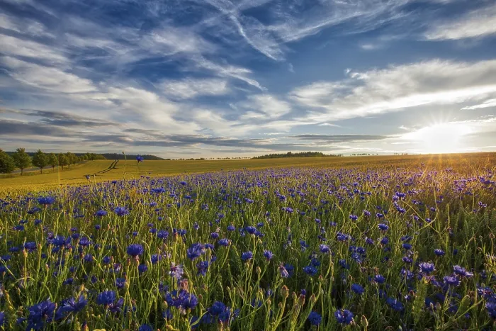 Framed Print : Harz Cornflowers in Sunset Print Framed Print : Harz Cornflowers in Sunset Print
