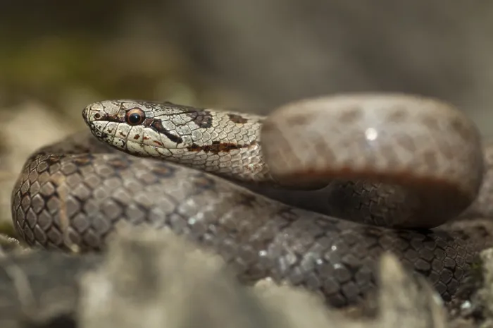 Framed Print : Coronella Austriaca Print - Smooth Snake Framed Print : Coronella Austriaca Print - Smooth Snake