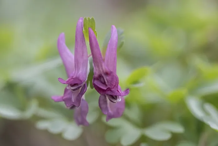 Framed Print : Corydalis solida Print, Emsland, Germany Framed Print : Corydalis solida Print, Emsland, Germany