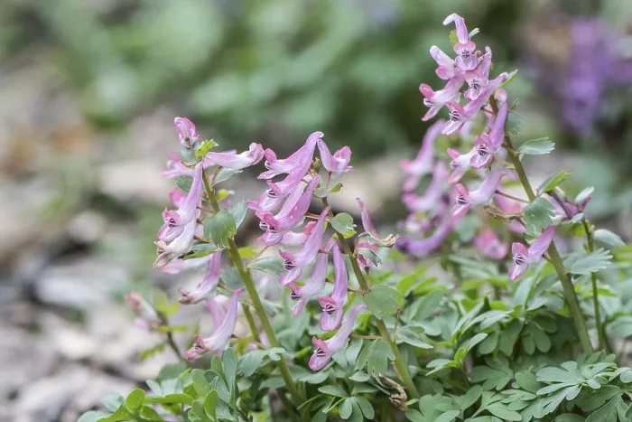 Framed Print : Corydalis solida Print, Emsland, Germany Framed Print : Corydalis solida Print, Emsland, Germany