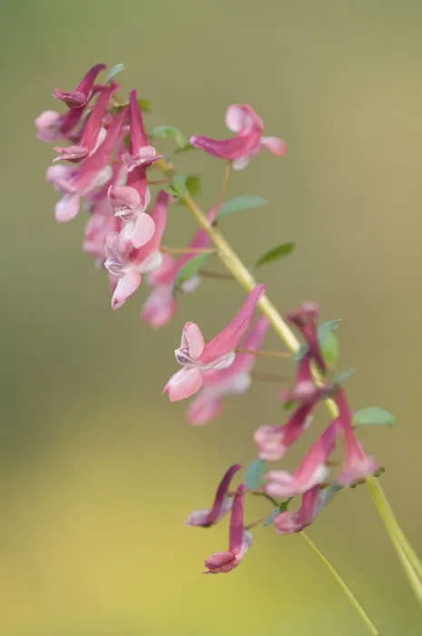 Framed Print : Corydalis solida Print, Emsland, Germany Framed Print : Corydalis solida Print, Emsland, Germany