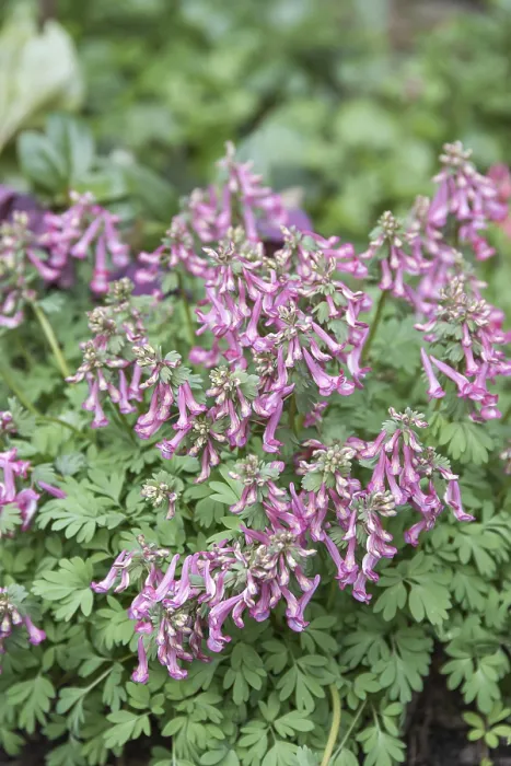 Framed Print : Corydalis solida Print - Spring Flowering Corydalis Framed Print : Corydalis solida Print - Spring Flowering Corydalis