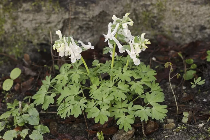 Framed Print : Corydalis solida Print, White Flowering in Germany Framed Print : Corydalis solida Print, White Flowering in Germany