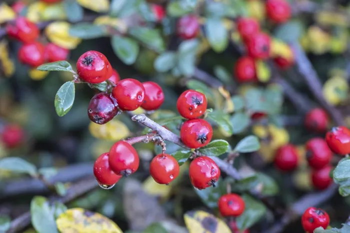 Framed Print : Cotoneaster horizontalis Fruits Print, Emsland Germany Framed Print : Cotoneaster horizontalis Fruits Print, Emsland Germany