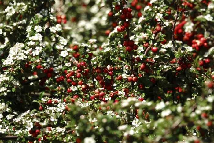Framed Print : Cotoneasters in May, Germany Print Framed Print : Cotoneasters in May, Germany Print
