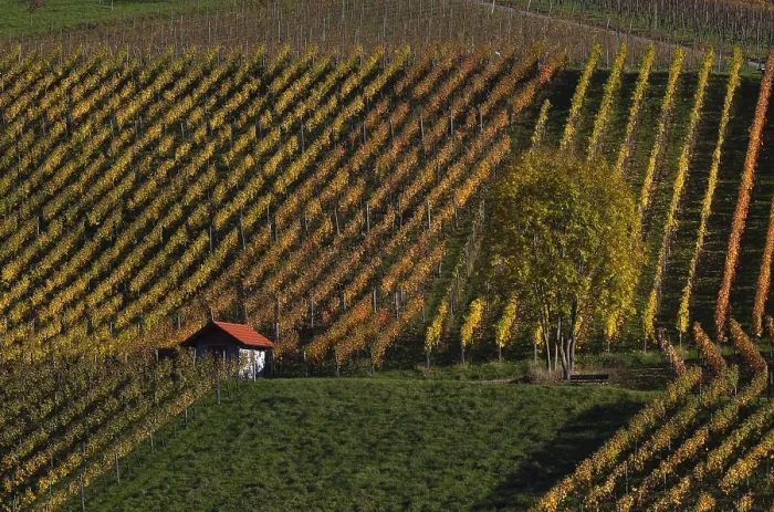 Framed Print : Cottage, tree and vineyard in autumn print Framed Print : Cottage, tree and vineyard in autumn print
