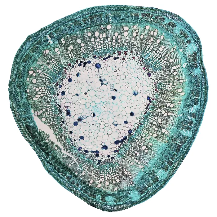 Framed Print : Cotton Stem Micrograph Print
