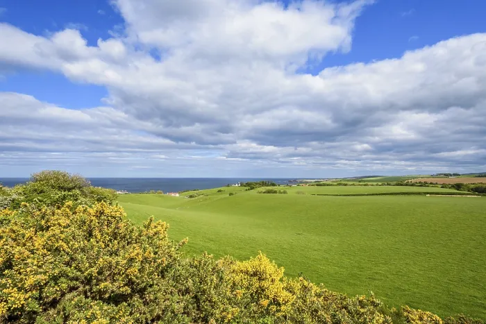 Framed Print : Countryside Print with Common Gorse in Spring, Scotland Framed Print : Countryside Print with Common Gorse in Spring, Scotland